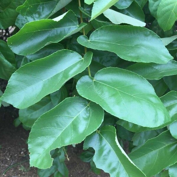 Grewia hexamita Leaf