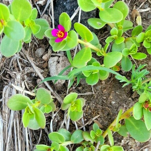 Portulaca umbraticola Φύλλο