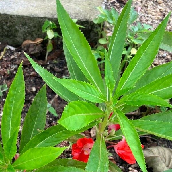 Impatiens balsamina List