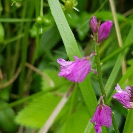 Polygala major Fleur