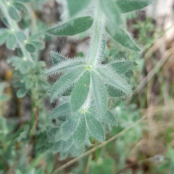 Lotus hirsutus Blatt