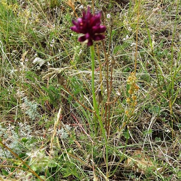 Allium sphaerocephalon Habit