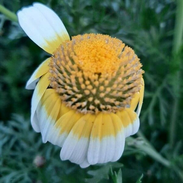 Glebionis coronaria Kwiat