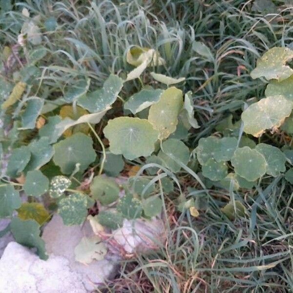 Tropaeolum majus Buveinė