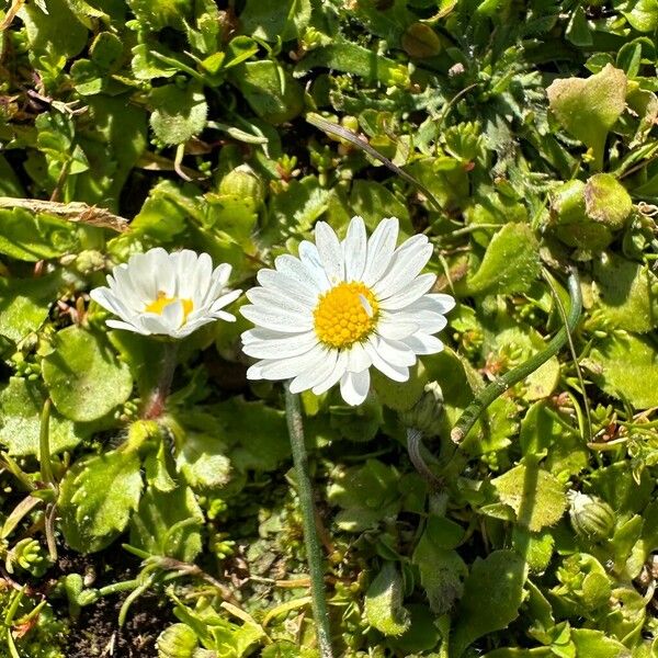 Bellis annua പുഷ്പം