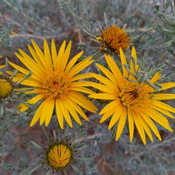 Anvillea garcinii 花