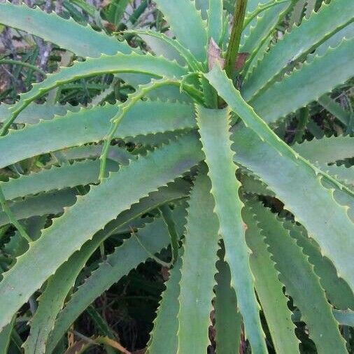 Aloe arborescens Liść