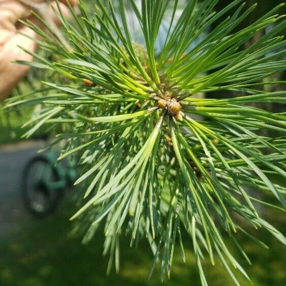 Pinus sylvestris Blad