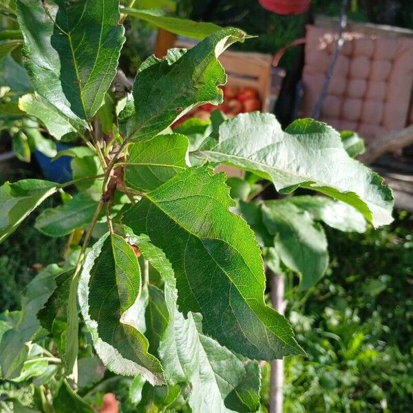 Malus domestica Folha