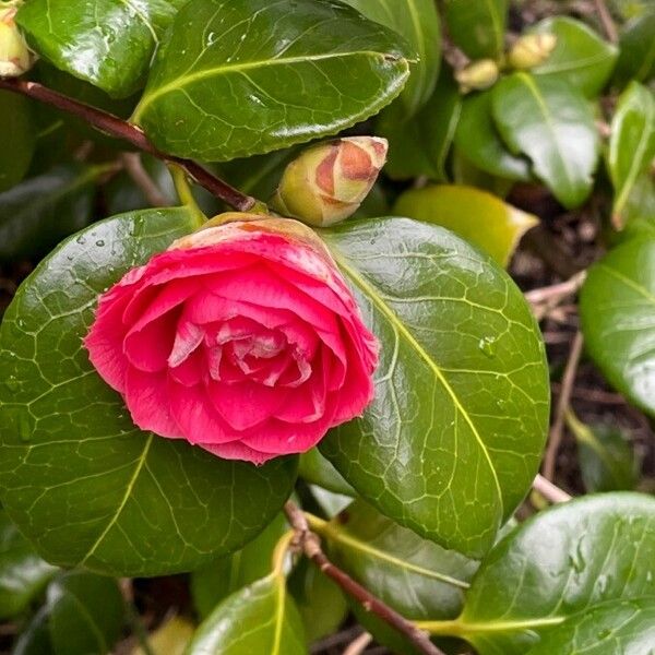 Camellia japonica Flower