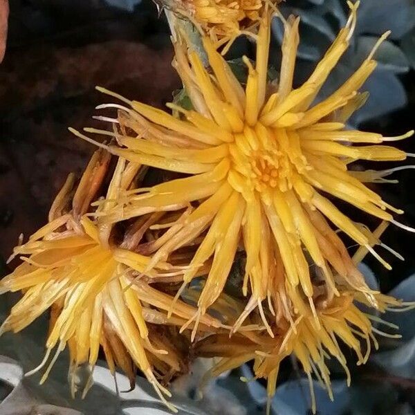 Centaurea cineraria Flor