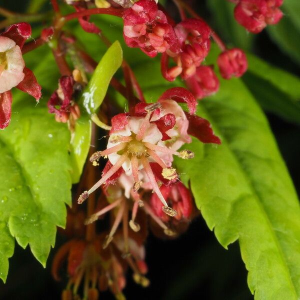 Acer circinatum Flower