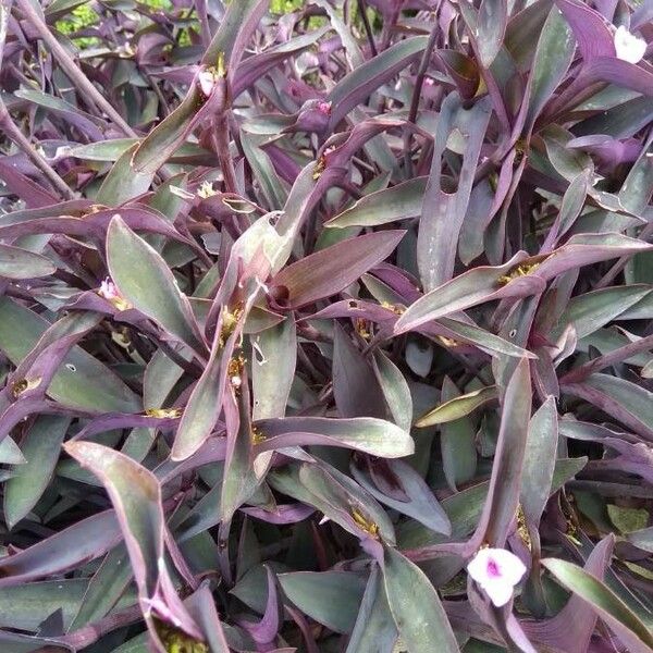 Tradescantia pallida Leaf