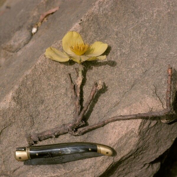 Cochlospermum tinctorium Λουλούδι