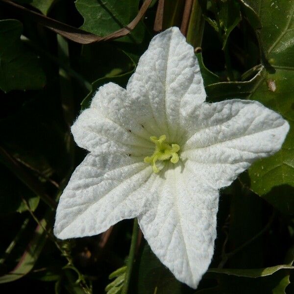 Coccinia grandis Flower