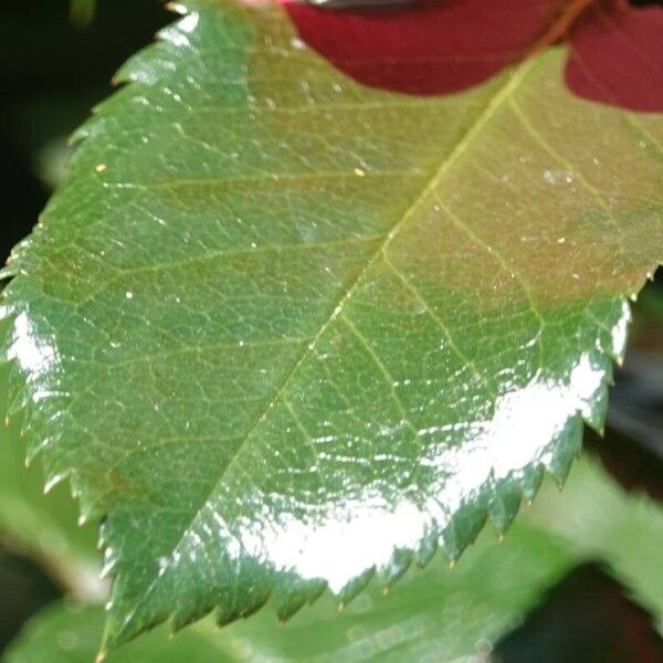 Rosa chinensis Blad