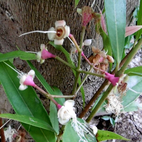 Syzygium jambos മറ്റ്