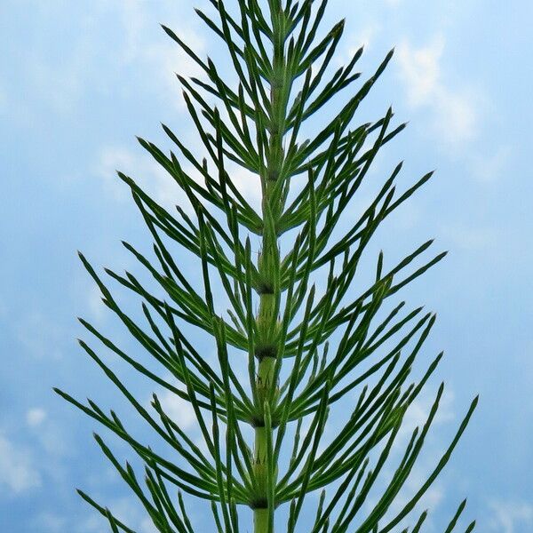 Equisetum arvense Blad