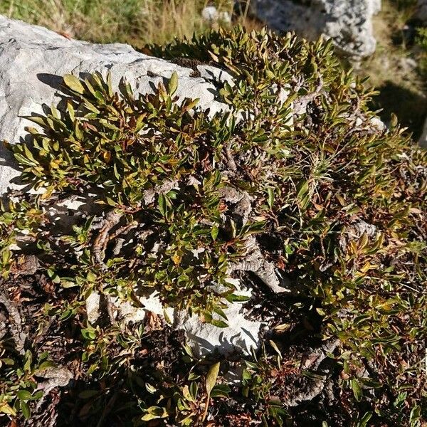 Rhamnus pumila Fuelha