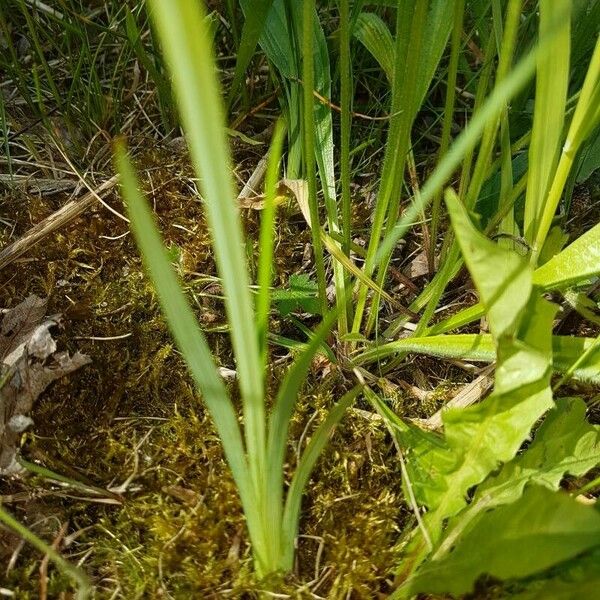 Sisyrinchium angustifolium 葉