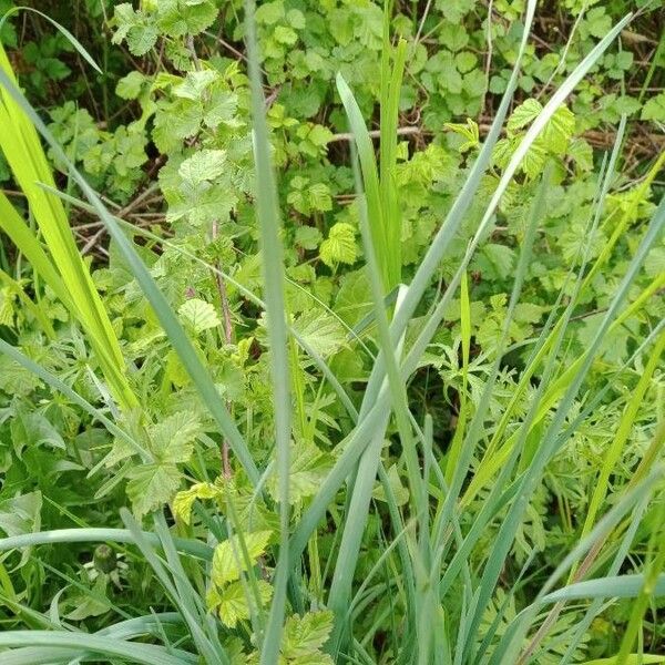 Allium vineale Blad