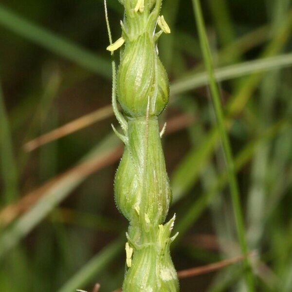 Aegilops ventricosa Fruit