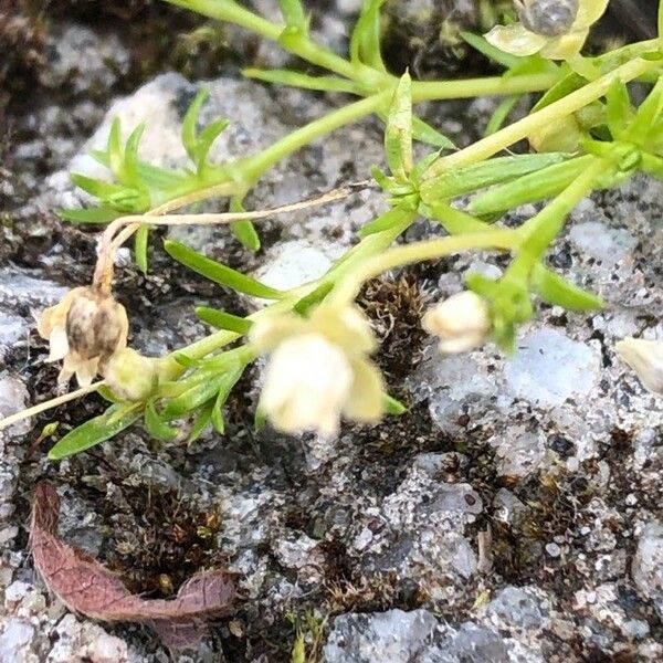 Sagina procumbens Flower