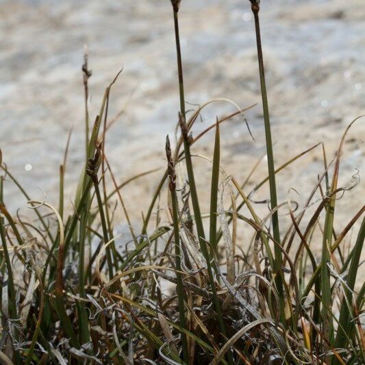 Carex rupestris Plante entière