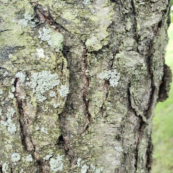 Prunus serotina Bark