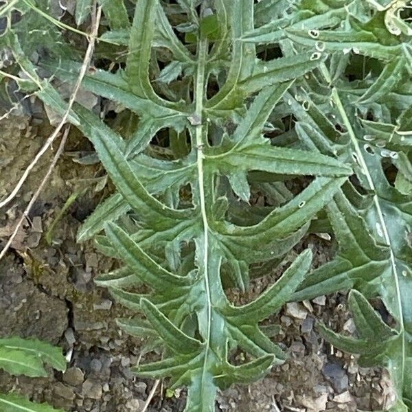 Cirsium tuberosum Leaf