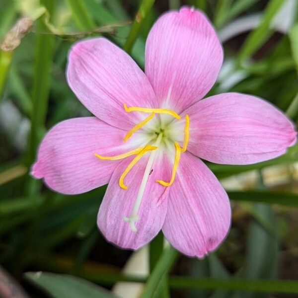 Zephyranthes carinata Flower