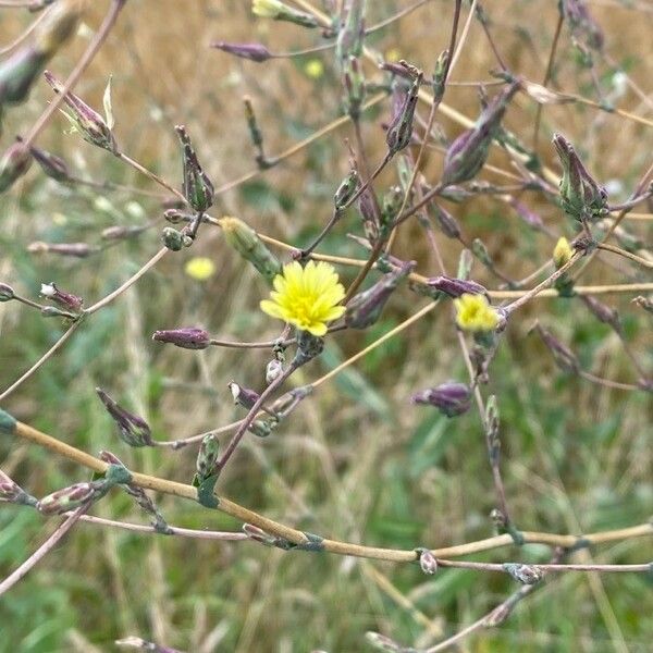 Lactuca serriola Flower