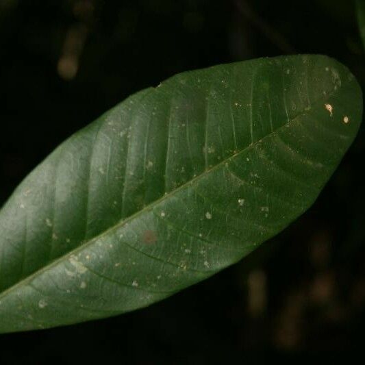 Tabernaemontana macrocalyx Leht