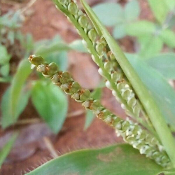 Paspalum paniculatum Õis