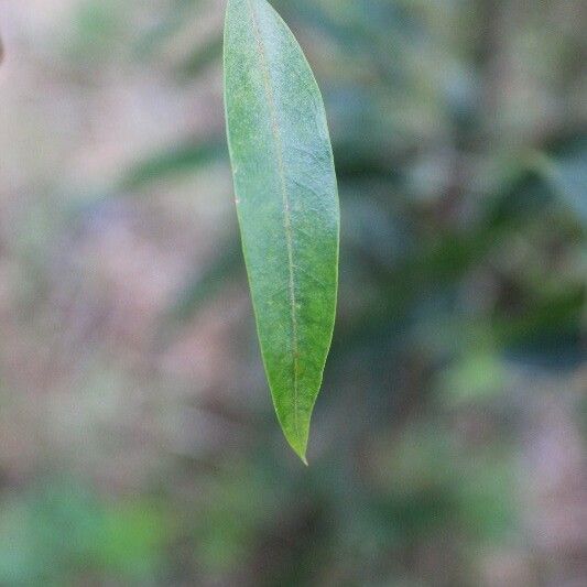 Olea lancea Folha