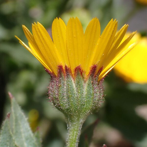 Calendula suffruticosa Floro