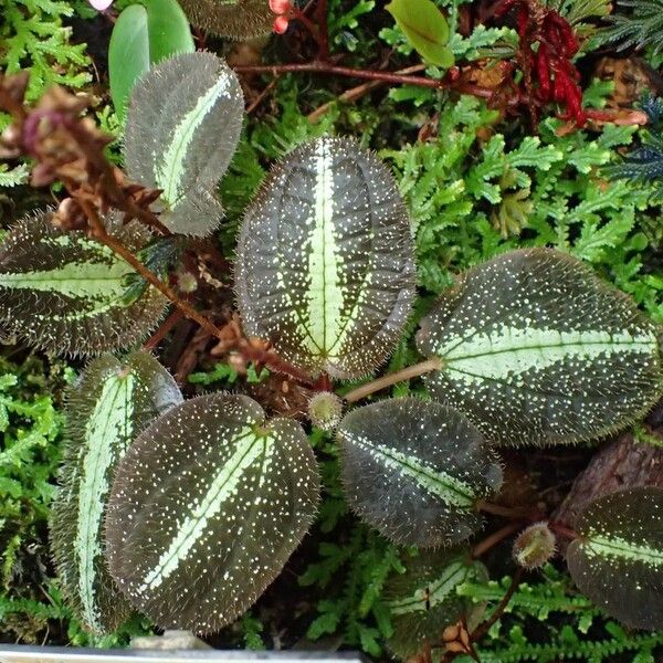 Bertolonia marmorata