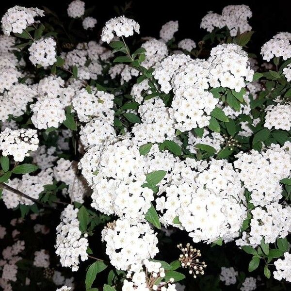 Spiraea cantoniensis Cvet