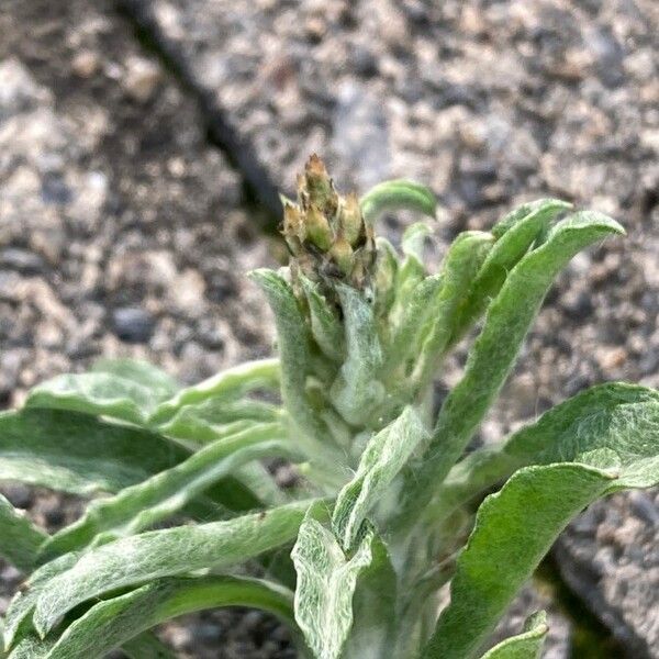 Gamochaeta pensylvanica Flor