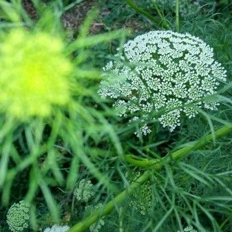 Visnaga daucoides Leaf