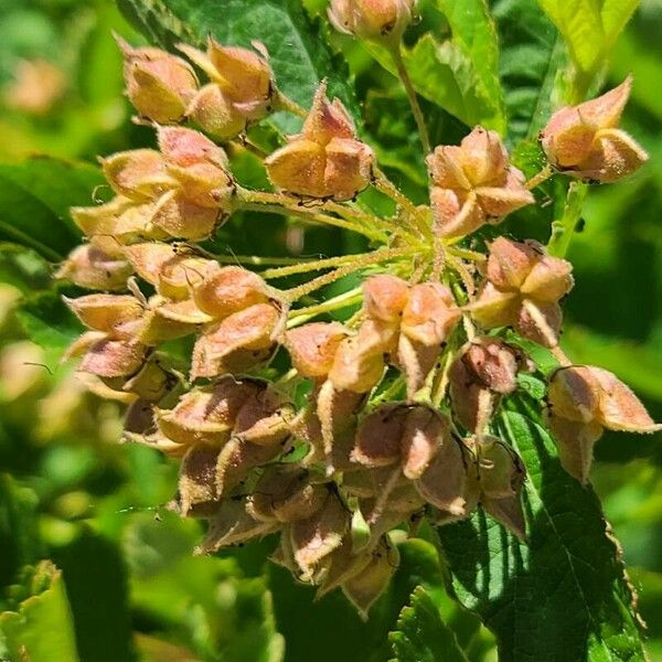 Physocarpus opulifolius Flower