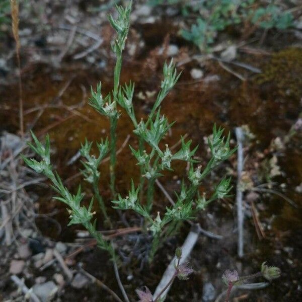 Logfia gallica Flower