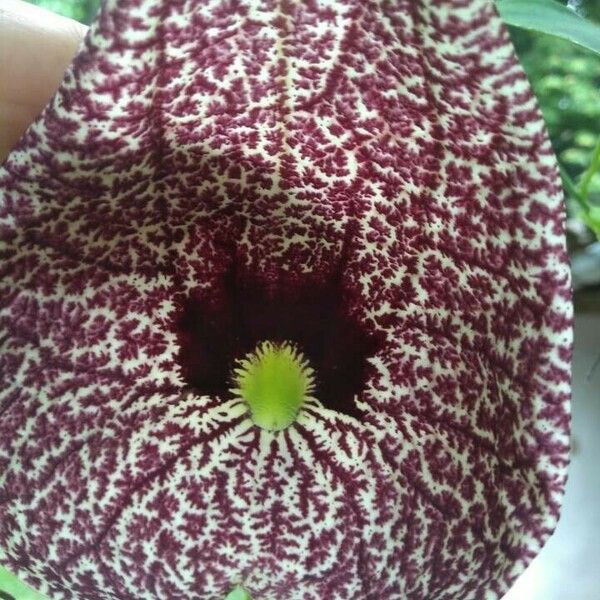 Aristolochia littoralis Flower