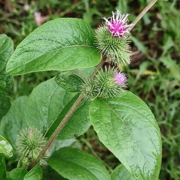 Arctium minus 花