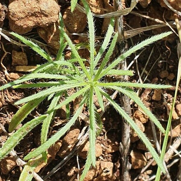 Felicia abyssinica Leaf