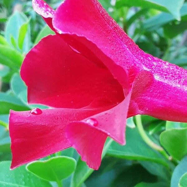 Mandevilla sanderi Flor