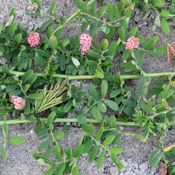 Indigofera spicata Liść