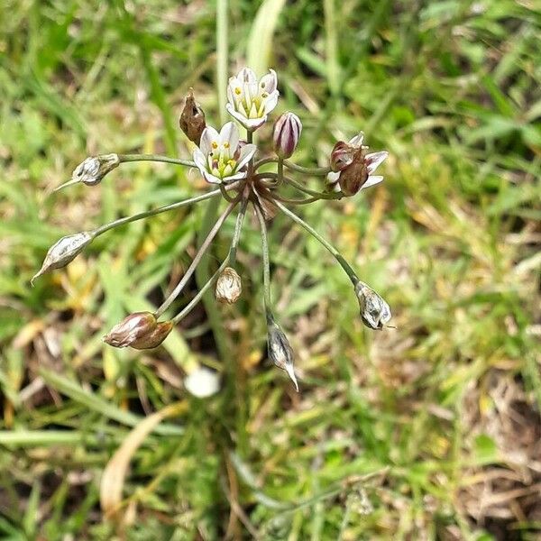 Nothoscordum gracile 形態