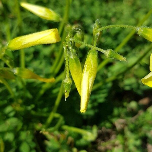 Oxalis pes-caprae Blomst