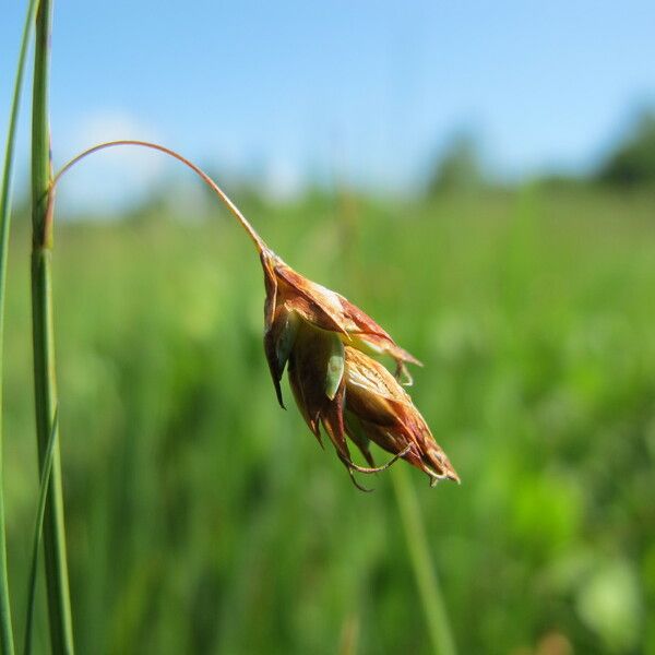 Carex limosa Floro